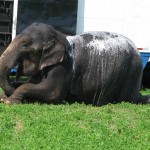 soapy elephant