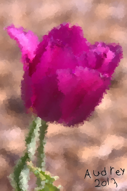 Purple Tulip