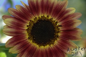 Original sunflower