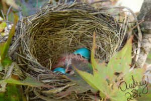 Baby robins