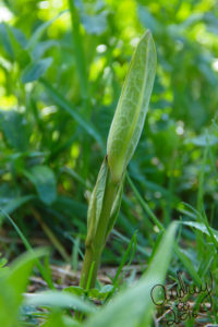 IMG_8650.milkweed