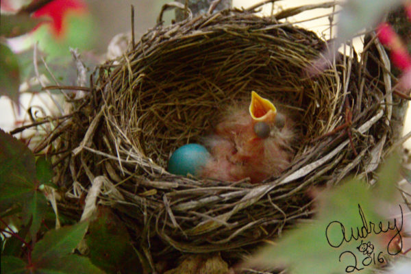 hatching robins